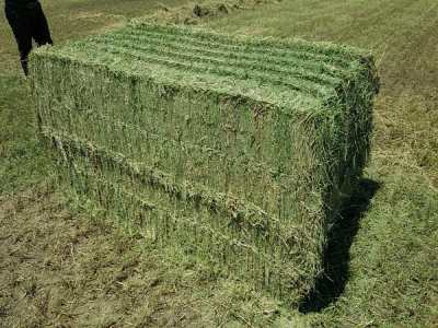 supplier of American Alfalfa Lucerne Hay at wholesale for Horses near you
