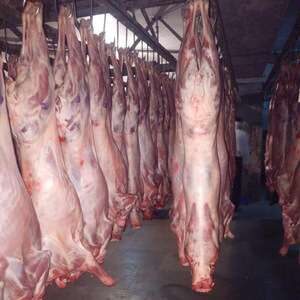 goat meat
